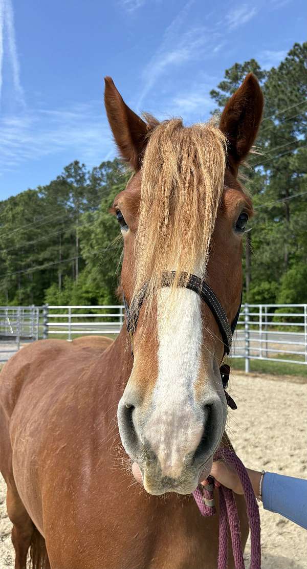 16-hand-draft-mare