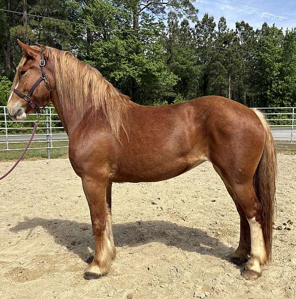 sorrel-draft-mare