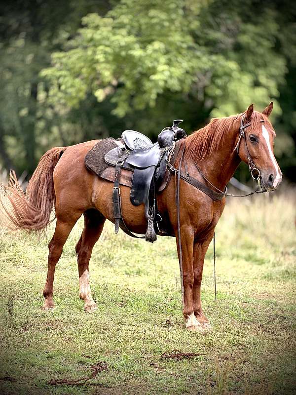 blue-roan-white-paint-pony