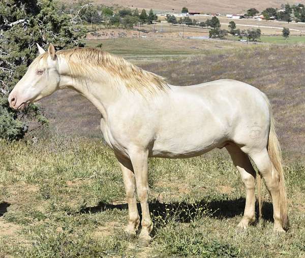 ancce-azteca-horse