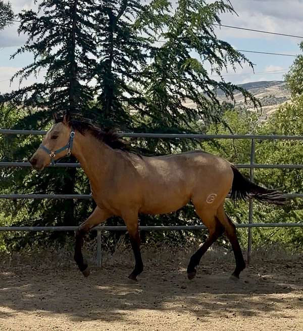 quarter-azteca-horse