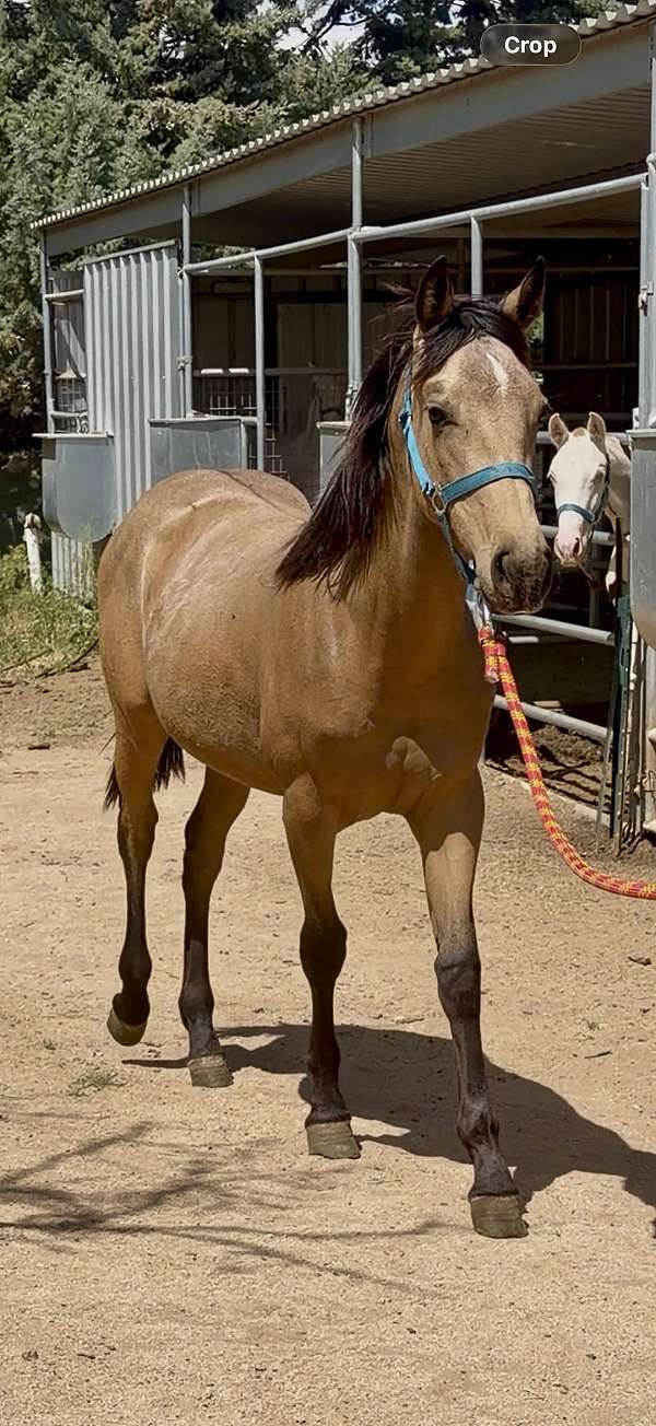 aztecas-horse
