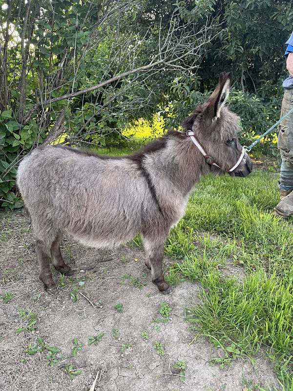 6-hand-donkey-colt