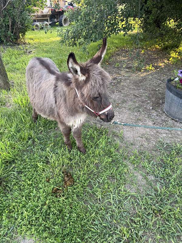 forever-donkey