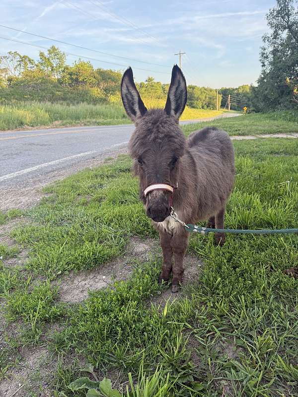 forever-home-donkey