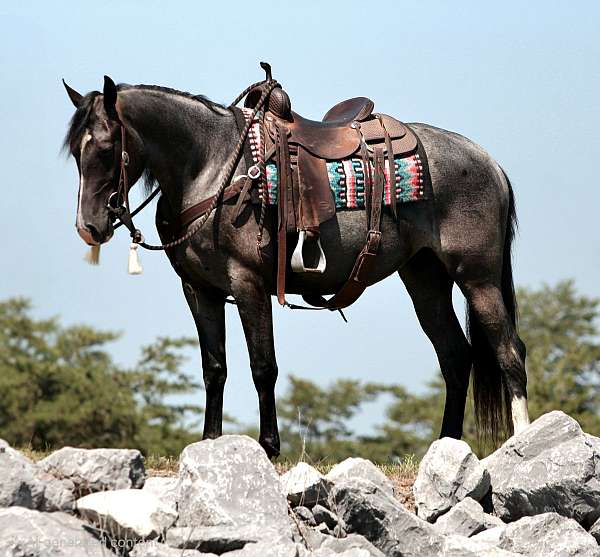 palomino-dapple-white-horse