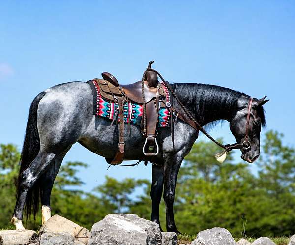 all-around-friesian-horse