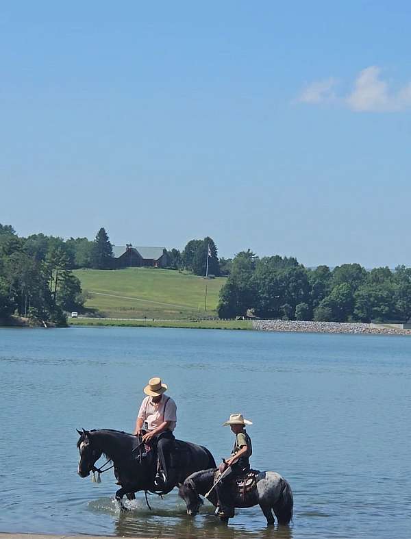 dappled-friesian-horse