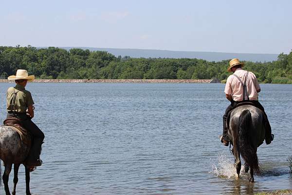 field-hunter-friesian-horse