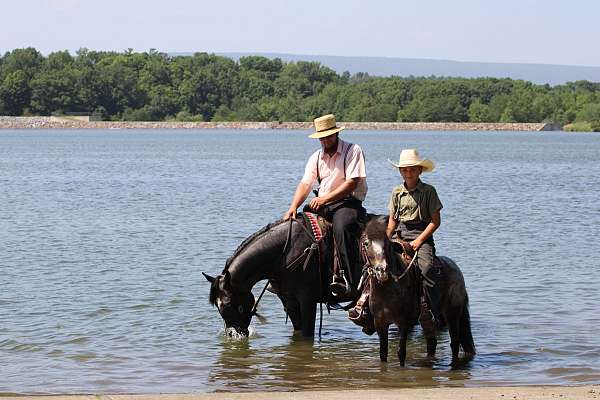 field-trial-friesian-horse