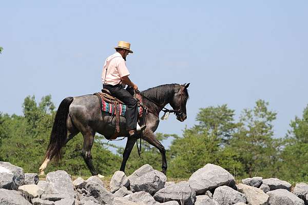 flashy-friesian-horse