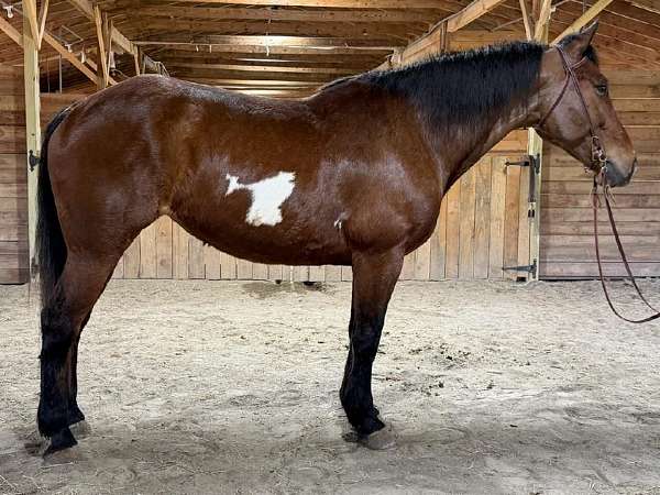 paint-horse-for-sale
