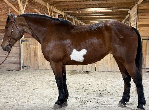 paint-mare