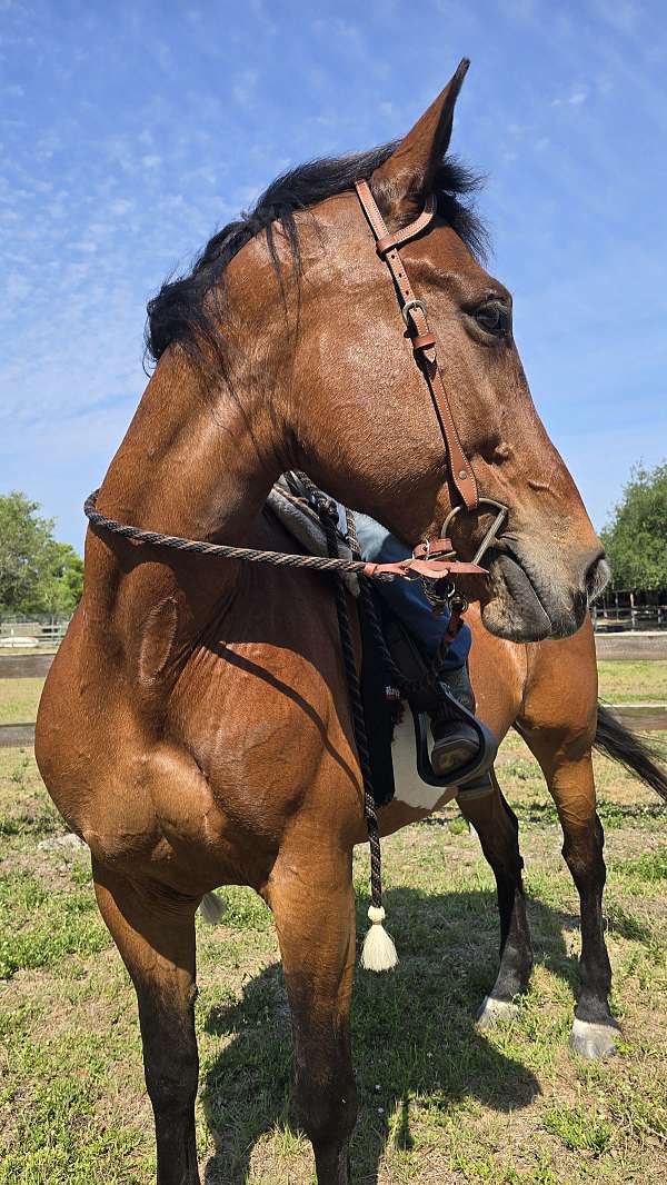 paint-horse