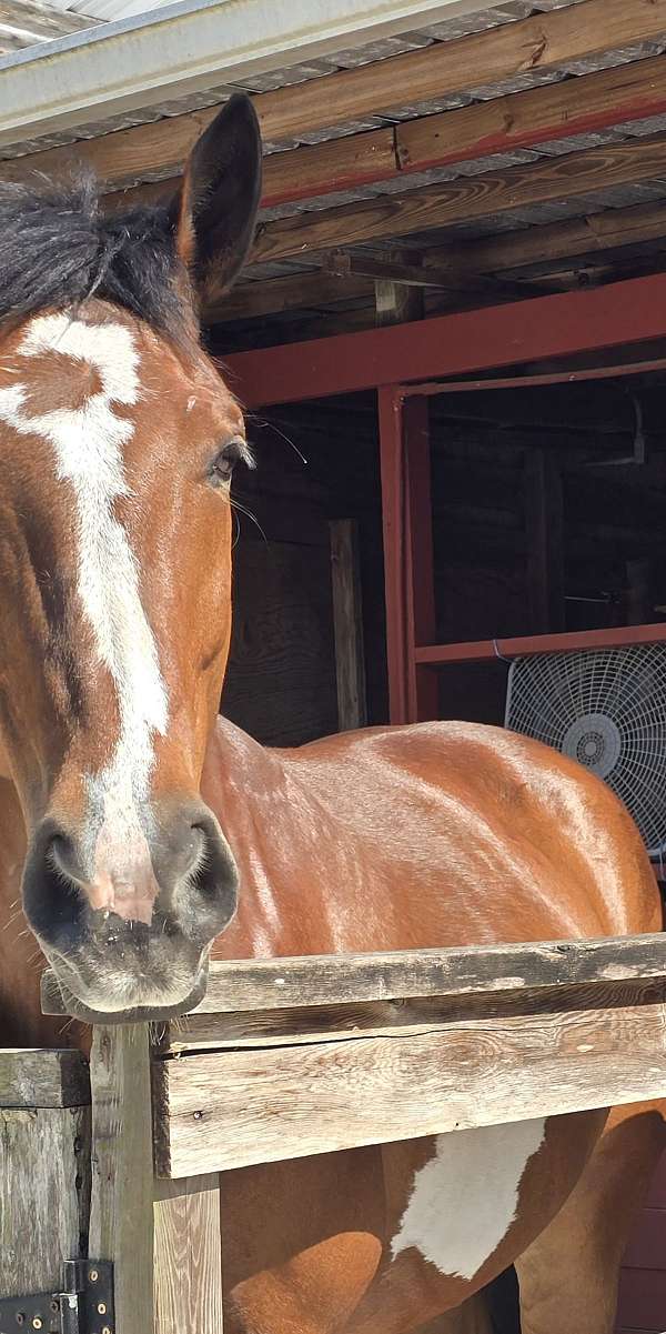 cross-draft-paint-horse