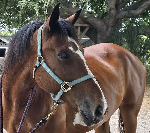 cross-horse