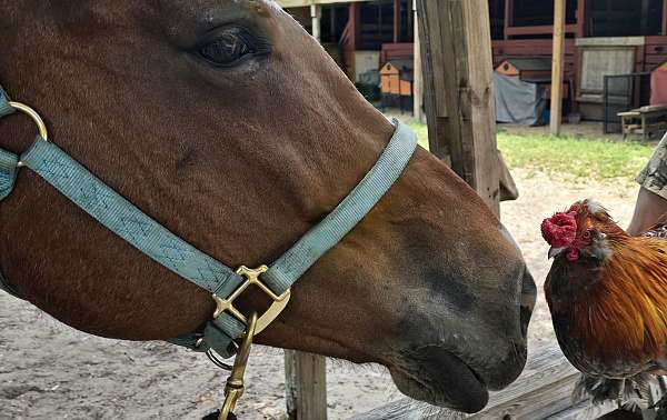 trail-draft-paint-horse