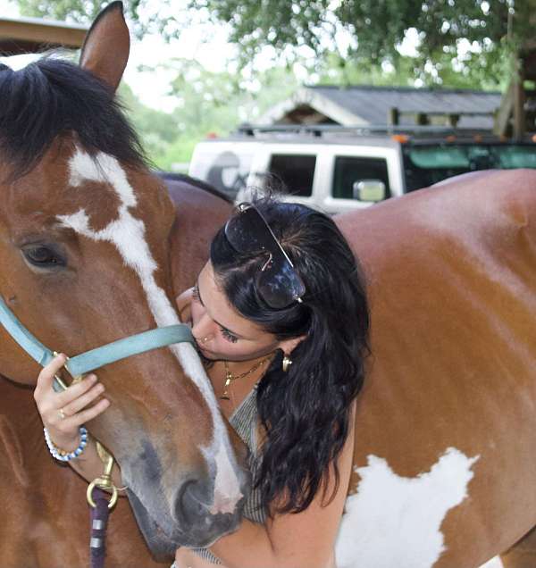 draft-horse