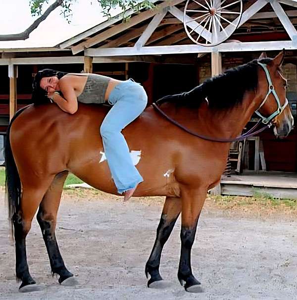 trail-horse