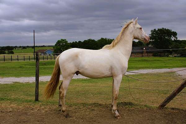 perlino-pleasure-driving-horse