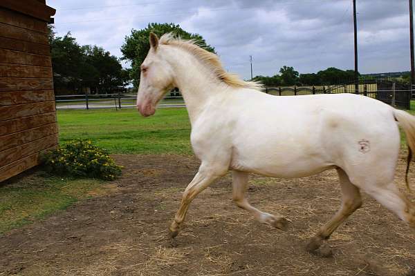 breeding-andalusian-horse