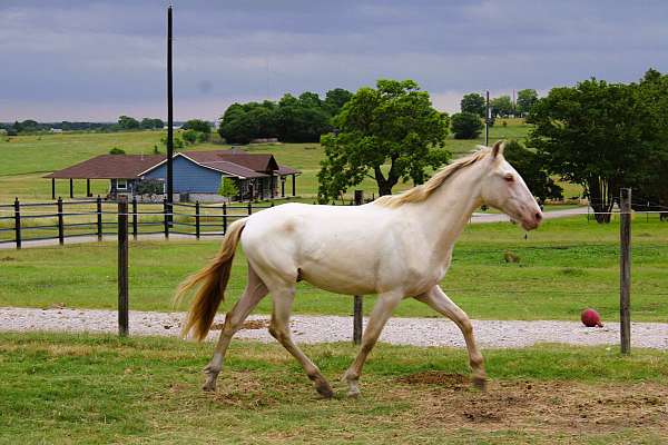 classical-andalusian-horse