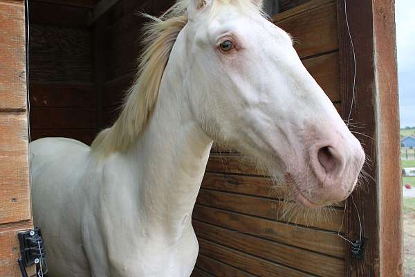 double-dilute-andalusian-horse