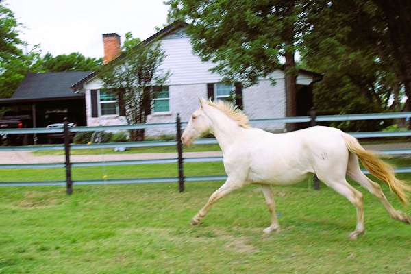 halter-andalusian-horse