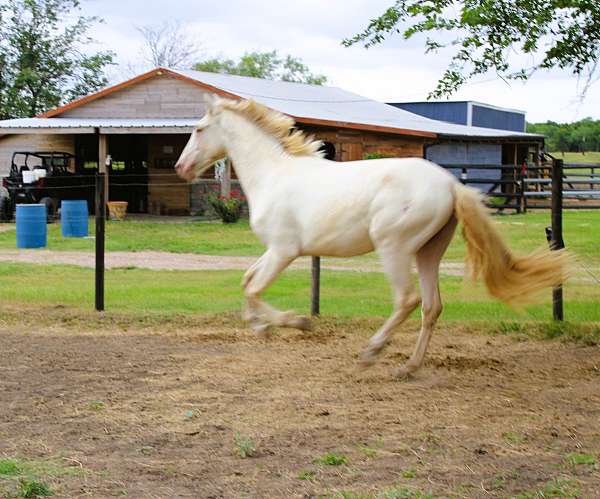 pleasure-driving-andalusian-horse