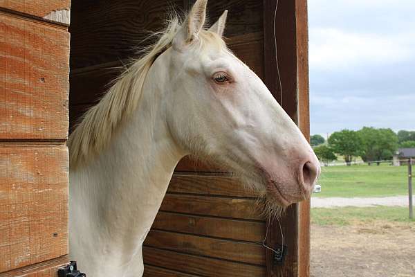show-andalusian-horse