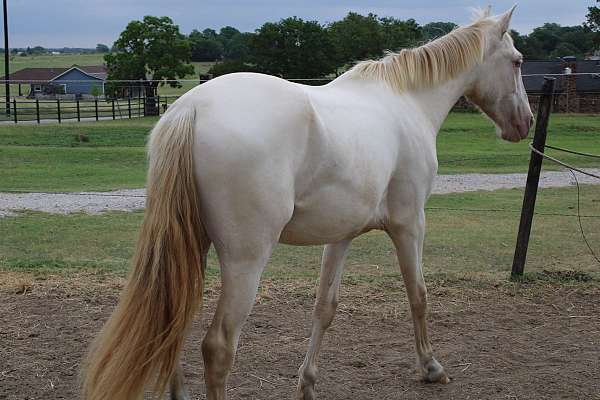 dressage-andalusian-horse