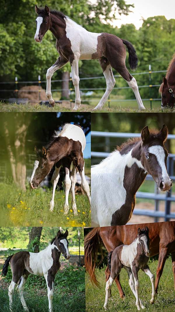 8-hand-tennessee-walking-colt