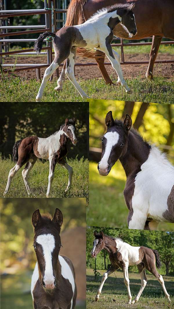 8-hand-tennessee-walking-horse