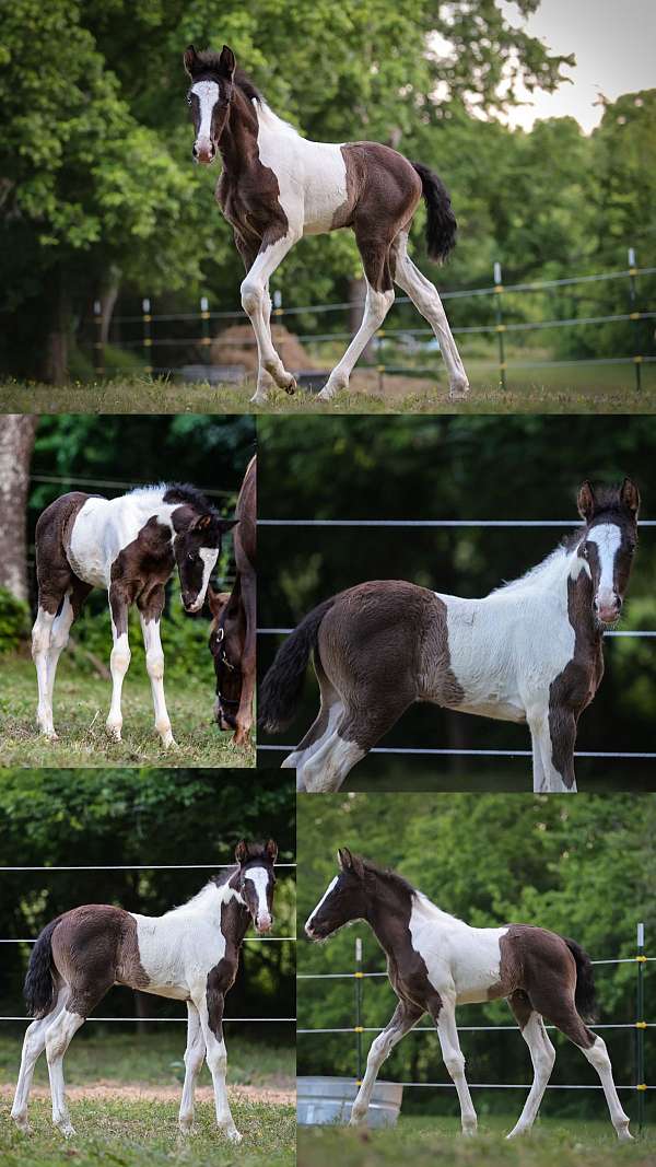 all-around-tennessee-walking-horse