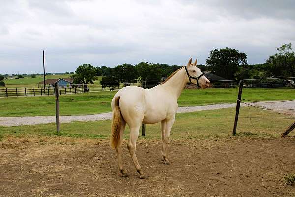 double-dilute-andalusian-horse