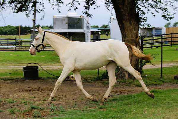 dressage-andalusian-horse
