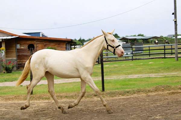 flashy-andalusian-horse