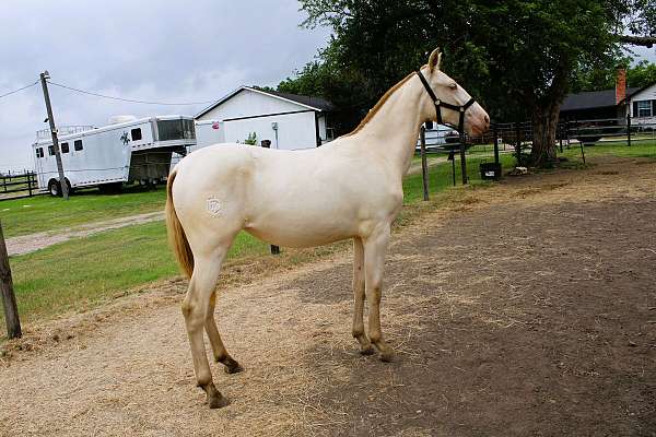 kid-safe-andalusian-horse