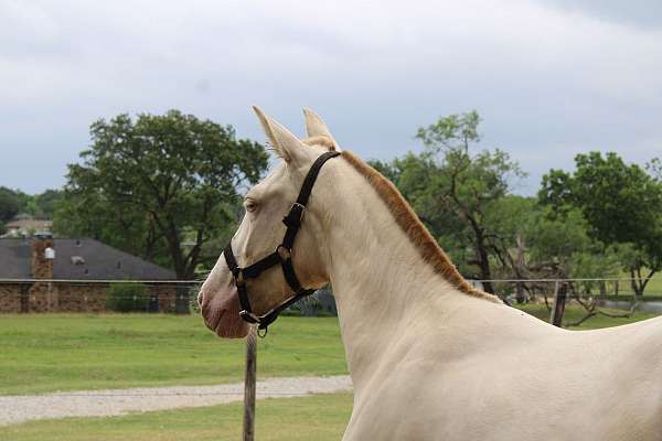 perlino-double-dilute-horse