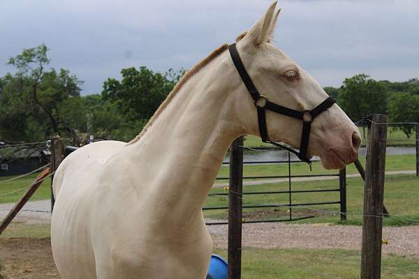 perlino-dressage-horse