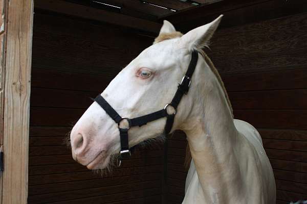 kid-safe-filly-yearling
