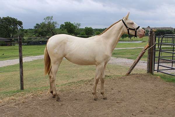 perlino-andalusian-filly