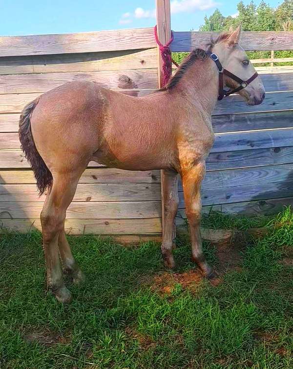 champagne-canadian-colt