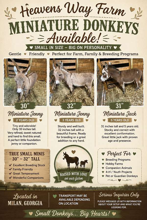 miniature-filly