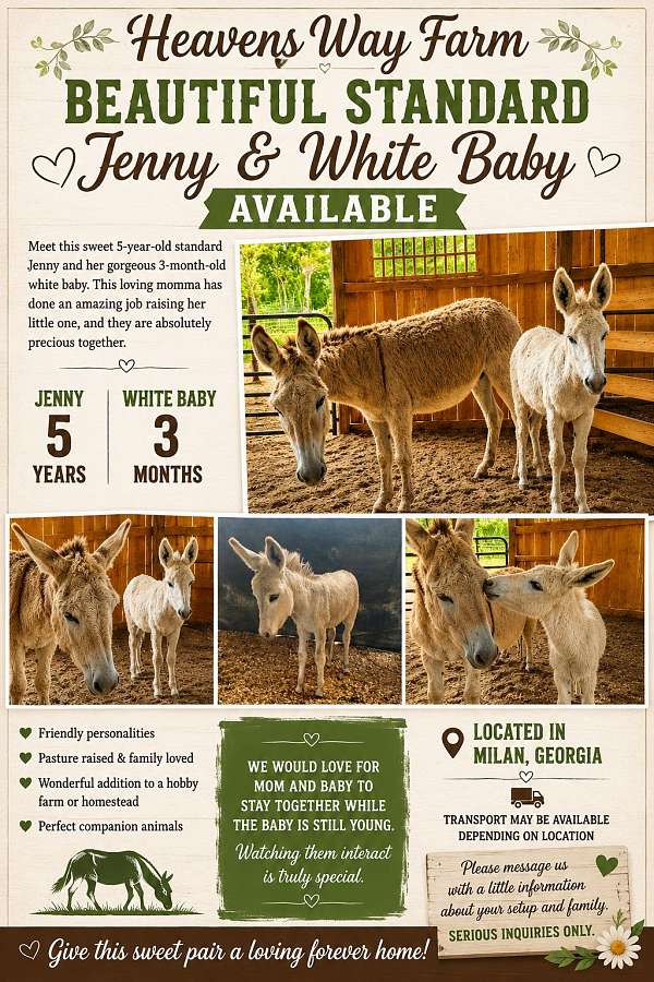 miniature-horse-for-sale
