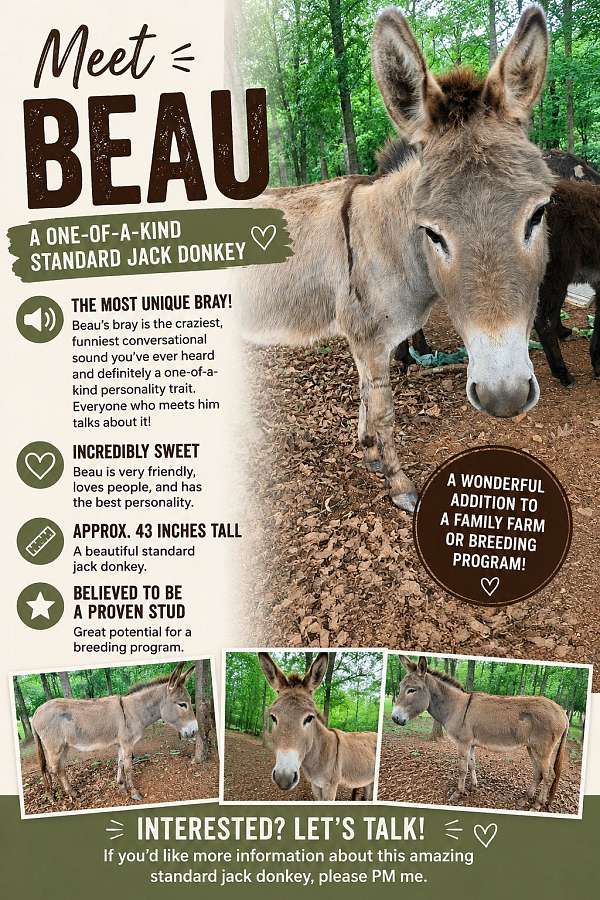 miniature-horse