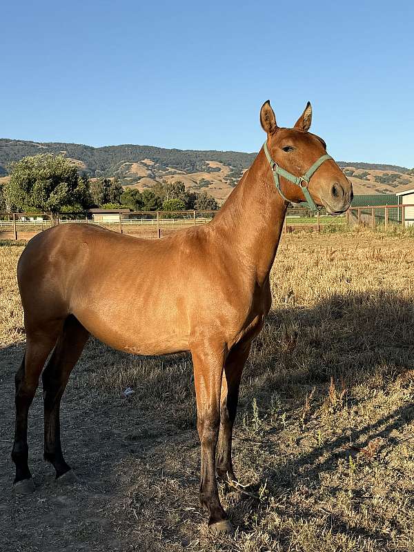 grey-andalusian-broodmare