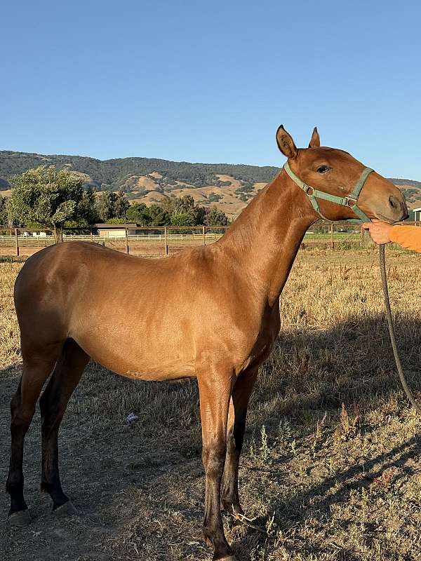 grey-broodmare-for-sale