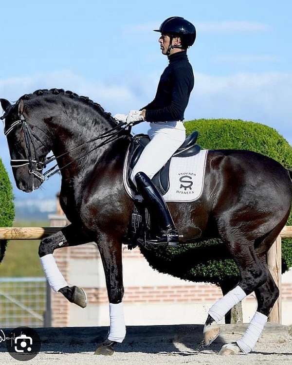 old-bloodlines-andalusian-horse