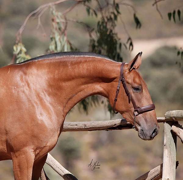 sweet-mare-andalusian-horse